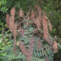 Senna auriculata (L.) Roxb.